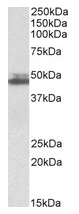 AP23746PU-N - Endophilin-A2