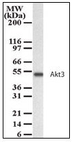 AP23601PU-N - AKT3 / PKB gamma