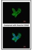 AP23617PU-N - Complement C9