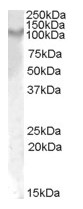 AP23685PU-N - CD217 / IL17RA