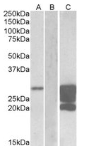 AP23749PU-N - GM2A / SAP3
