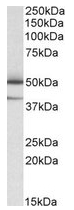 AP23763PU-N - TXNDC5 / TLP46