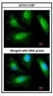AP23620PU-N - Alpha-actinin-2 / ACTN2