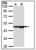 AP23627PU-N - ACTA2 / aortic smooth muscle Actin