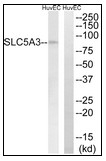 AP23633PU-N - SLC5A3