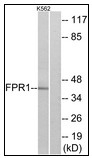 AP23634PU-N - fMLP receptor