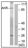 AP23638PU-N - Ah receptor / AhR