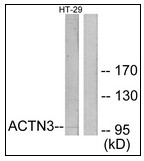 AP23644PU-N - Alpha-actinin-3 / ACTN3