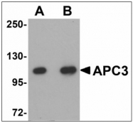 AP23516PU-N - CDC27