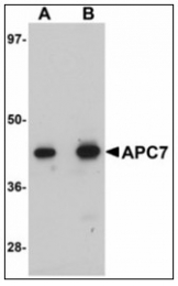 AP23520PU-N - APC7 / ANAPC7