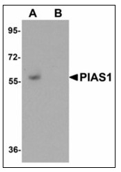 AP23523PU-N - PIAS1
