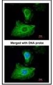 AP23590PU-N - Glutathione peroxidase 1 / GPX1