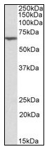 AP23598PU-N - Anthrax toxin receptor 2 / ANTXR2