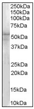 AP23599PU-N - IRAK4