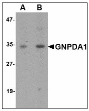 AP23473PU-N - GNPDA1