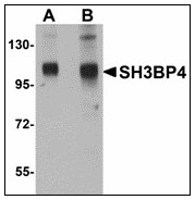 AP23478PU-N - SH3BP4