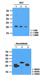 AM09391PU-N - RAS