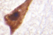 AP06508PU-N - CD88 / C5R1