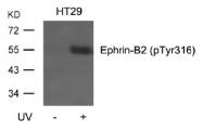 AP26036PU-S - Ephrin-B2
