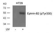 AP26037PU-S - Ephrin-B2