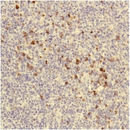 AP23794PU-M - Immunoglobulin J chain