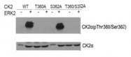 AP26043PU-S - Casein kinase II subunit alpha