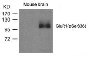 AP26044PU-S - Glutamate receptor 1 / GLUR1