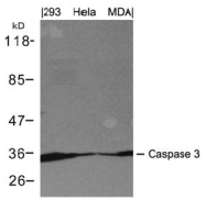 AP26060PU-N - Caspase-3