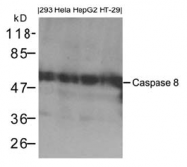 AP26061PU-S - Caspase-8 / FLICE