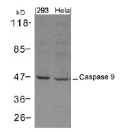 AP26062PU-N - Caspase-9