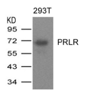 AP26068PU-S - Prolactin receptor