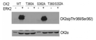 AP26072PU-S - Casein kinase II subunit alpha