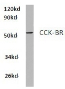 AP01421PU-N - CCK-B Receptor