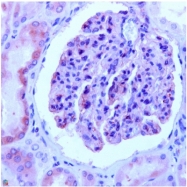 AP15677PU-S - Nephrin