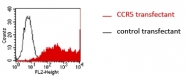 DM1234 - CD195 / CCR5