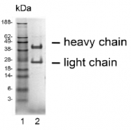 DM1234 - CD195 / CCR5