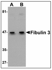 AP23481PU-N - Fibulin-3