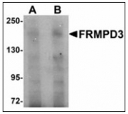 AP23492PU-N - FRMPD3