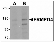 AP23493PU-N - FRMPD4