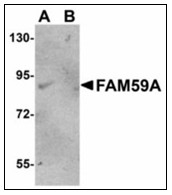 AP23494PU-N - FAM59A