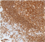 AM21063PU-M - CD19