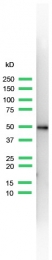 AM11164PU-S - Cytokeratin 14
