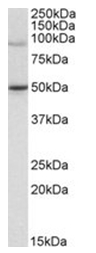 AP31060PU-N - ATPase WRNIP1