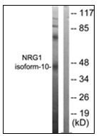 AP23836PU-N - Neuregulin 1