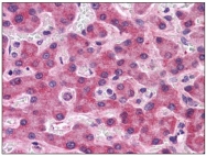 AP23919PU-N - SIPA1L2