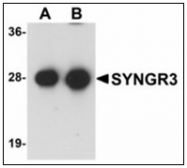 AP23936PU-N - Synaptogyrin-3 / SYNGR3