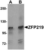 AP26118PU-N - ZNF219