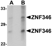 AP26105PU-N - ZNF346