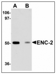 AP23955PU-N - Kelch-like protein 25