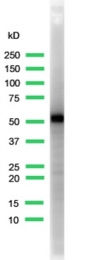 AM11167PU-M - Cytokeratin 5